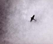 skyscapes