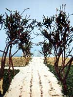 tree lined avenue