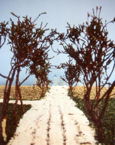 tree lined avenue